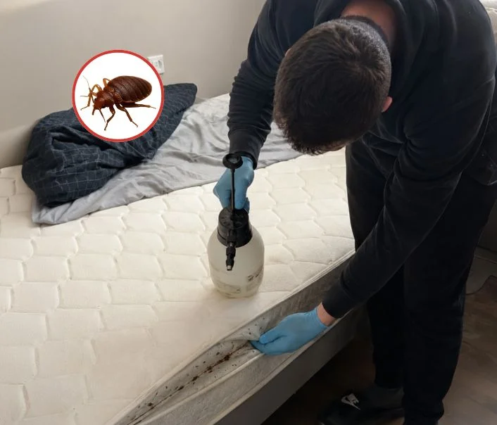 Technicien traitant un matelas contre les punaises de lit à Montsoult